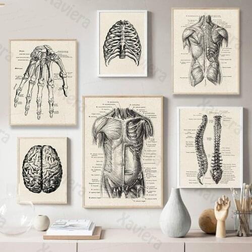 Human Anatomy Artwork Canvas Painting Medical Wall Picture Musculoskeletal Retro Art Poster Modern Home Decoration Room No Frame