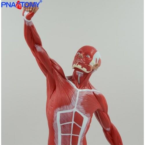 Muscular Figure Model Human Muscle Anatomical Model Artistic Sketches Tool Gym Decoration Medical Student Educational Equipment
