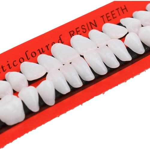 28Pcs/Set Universal Resin False Teeth Teaching Model Dental Material Teeth