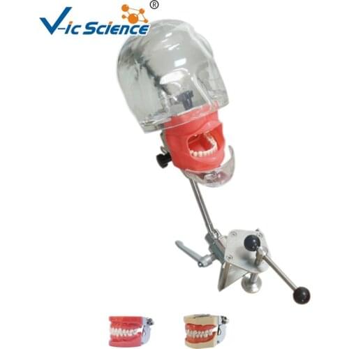 Dental Simulator Manikin Phantom Head demonstrations practical exercises for students