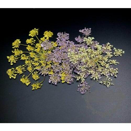 4-9cm white,purple,white real dry pressed flower branch craft for DIY glass dome resin filling 6pcs each pack 1503159