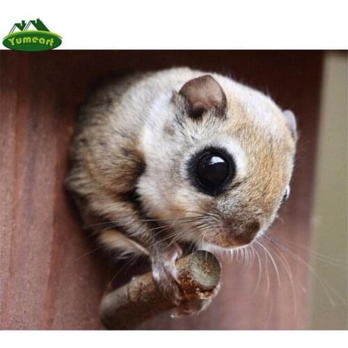 Pteromys Volans Animal Pet Pictures,Diamond Painting by Number Full Square Cross Stitch Mosaic Diamond Embroidery Sale Stickers