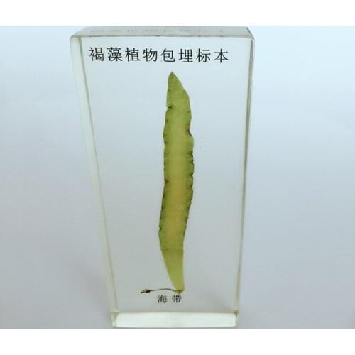 Resin Embedded Kelp Specimen Embedded Phaeophyta Specimen Model Botany Specimen Botany Teaching Aids Creative Resin Handicraft