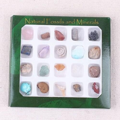 20pcs/Set Random Crystals And Stones Healing Minerals of Natural Stone Fossils Specimen Polished Gemstones Animal Shell