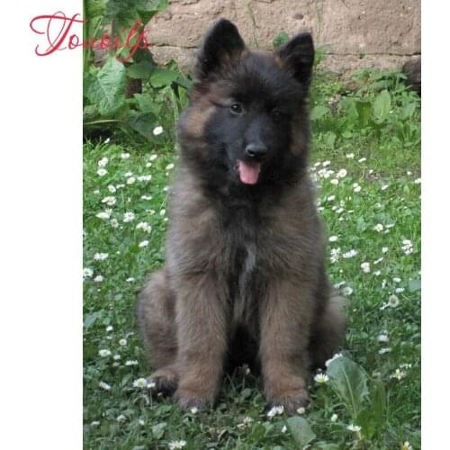 Touoilp Diamond embroidery 5d diy "Shepherd dog" diamond painting full diamond mosaic puzzle picture of rhinestones cross-stitch