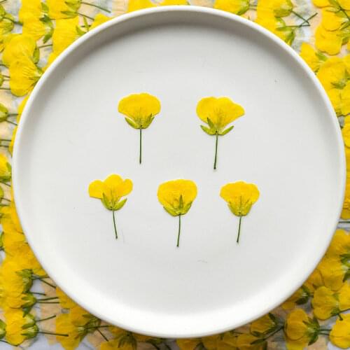 Green Coin leafs DIY Dried Pressed Flowers Earring handmande floral Wholesale Free shipment 1 lot/120pcs