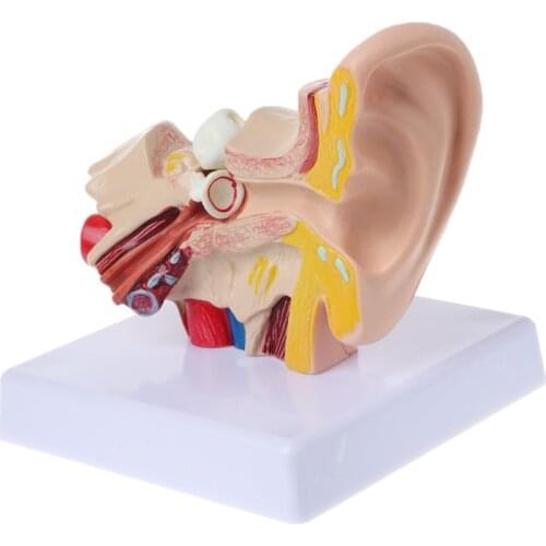 1.5 Times Life Size Human Ear Anatomy Model OrganMedical Teaching Supplies Professional