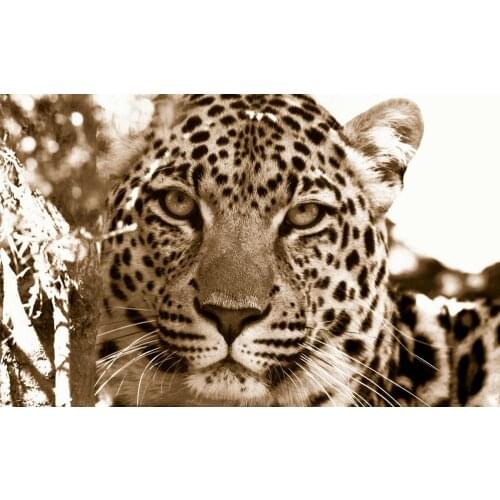 Black & White Leopard Animal Art print Silk poster Home Wall Decor