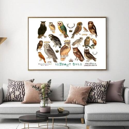 Vintage Owls Species Diagram Poster Art Prints Birds Animals Educational Wall Pictures Canvas Painting Office Kids Room Decor