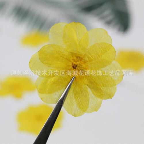 Flower Language Flower Ornament Spring Flower Pressed Dried Flower Handmade DIY Epoxy Material
