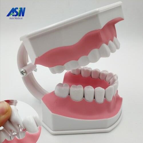 Pro Dental Study Teaching White Teeth Model Standard Caries Tooth Care Oral Medical Education Dentist Equipment Oral Care Tool