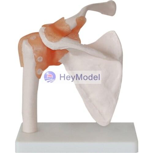 HeyModel 1:1 Life Size Medical Human Functional Shoulder Joint Section Model