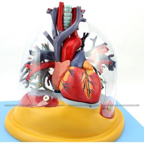 CMAM/12477 Transparent Lung, Trachea and Bronchial Tree with Heart, Human Heart Medical Teaching Anatomical Model