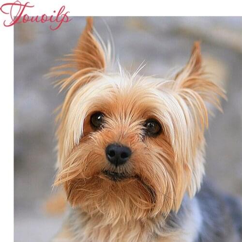 5D Diamond Painting Animal Yorkshire Terrier DIY full square Diamond Embroidery Diamond Mosaic Cross Stitch decoration gift