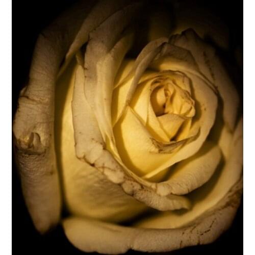 5x7ft Rose Flowers in Dark Photography Backdrops Photo Props Studio Background