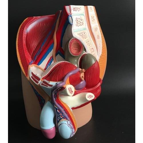 Male genital system Male genital anatomy model male pelvic sagittal section male genitourinary system model