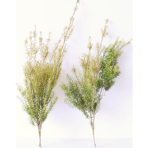 Decorative Eternal Grass Melaleuca Bracteata Bouquet Real Dried Floral Forever Flower Preserved Flowers Natural Home Decoration