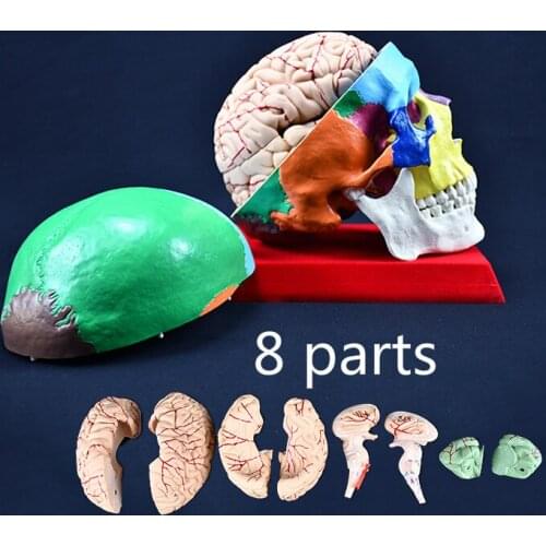 Skull model Human brain bone painting medical anatomy head model specimen chest image anatomy skull art use model