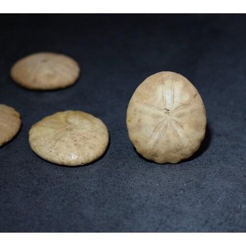 Natural Sea Urchin Fossil Specimen Echinoderm Specimens Geography Teaching Materials Gift for Children Kids Science Education