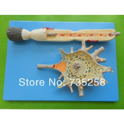 Advanced brain anatomical model ,Brain anatomy teaching model