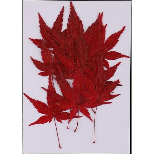 12pcs Natural Pressed Dried Flower Leaves Red Maple Leaf Embellishment for Card Making DIY Phone Case Decoration 4-4.5cm