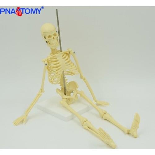 45cm Detachable Human Skeleton Model Removable Arms and Legs Medical Gift Educational Kit Children Study Body Instruction