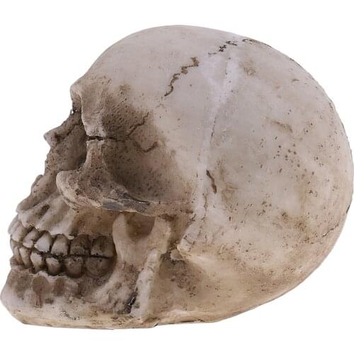 1pc Halloween Skull Human Head Skeleton Skull Model Resin Toy Holiday Gift