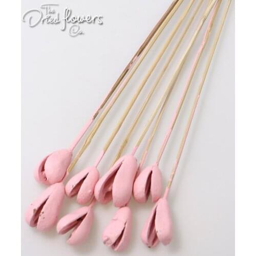 8PCS/Package Benzo Tropic Fruit Stick Gold Ecru Red Gray Dried Flower Wedding Decor Home Decor Dried Grass Preserved 3-4cm