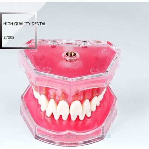 Dental Standard Model with Removable Teeth #4004 01 Dental Study Teach Teeth Model