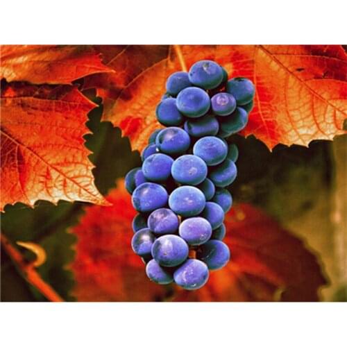 HOT! fresh fruit Pattern Diamond Embroidery DIY Needlework Diamond Painting full Rhinestones Painting Home Decor picture A5831R