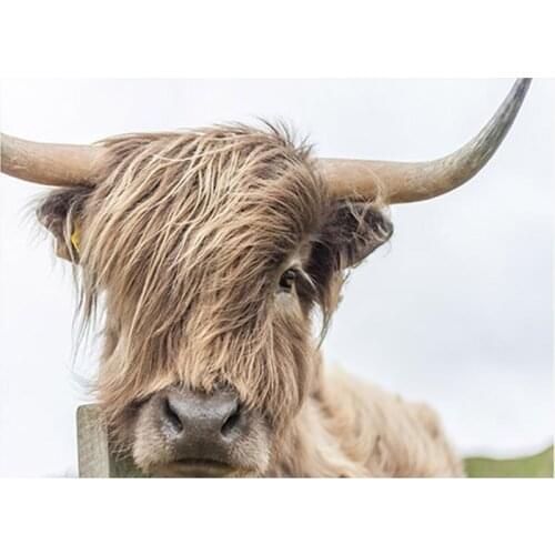 5D Diy Diamond Embroidery Highland Cow Full Square round Diamond Painting Cross Stitch Kits Animals Mosaic Home DecorationZP-998