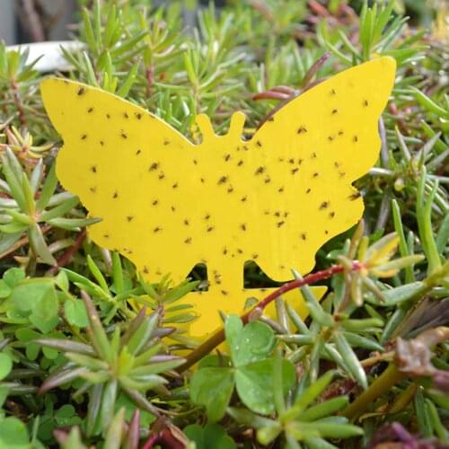 10pcs Armyworm Sticky board Fly Paper off Double-sided Yellow Butterfly sticky insect board sun flower lure board yellow board