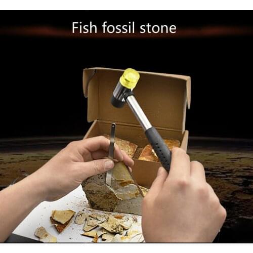 DIY childrens hands-on archaeological excavation of fish splitting fossils and boxes of natural paleontological fossils