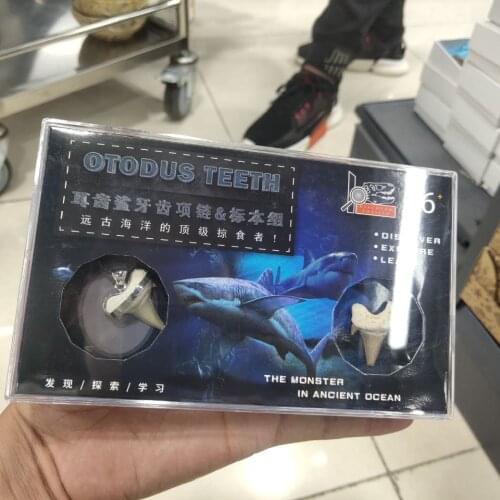 1pcs box-packed Natural animal fossil shark tooth fossil mineral specimen as a gift, decorative pendant