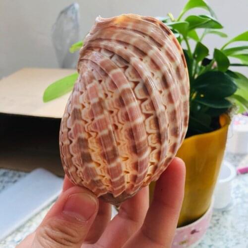 Snail fossil shellfish family adornment with natural beauty