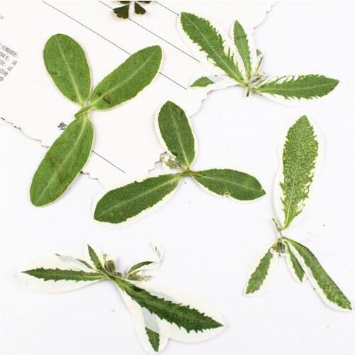 2020 Silver Leaves Dried Pressed Flower True Plants For DIY Resin Bracelet 80 Pcs