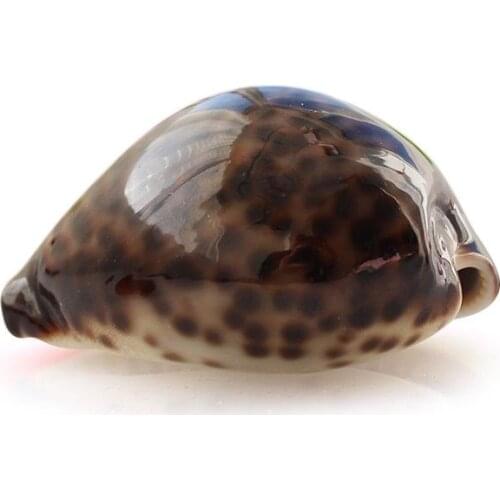 Mediterranean natural conch conch home decorTiger SCALLOP able fish tank The wedding arrangement Small conch shells hermit crabs