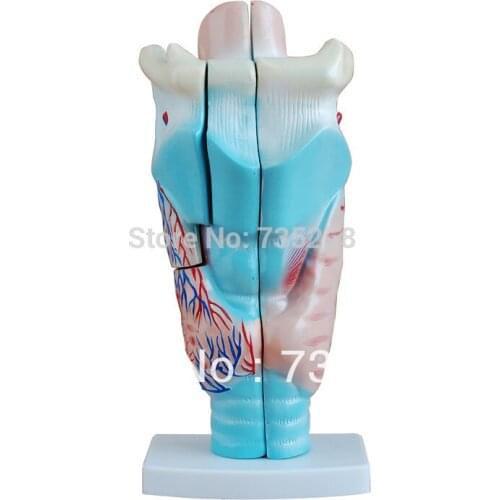Magnified Human Larynx Model,Laryngeal Anatomic Model