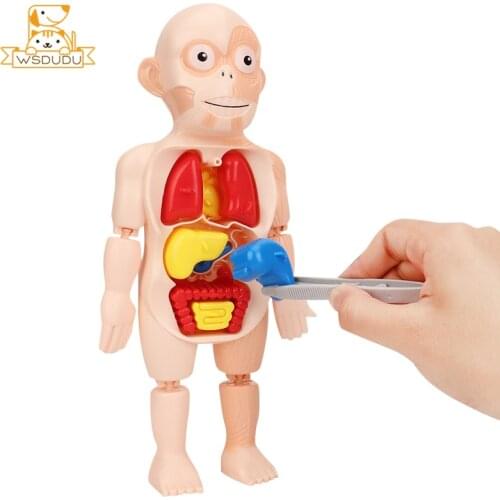 Human Organs Body Viscus Model STEM Educational Enlightenment Toy DIY Puzzles Child Game Blocks Cognition Assembly Learning Gift
