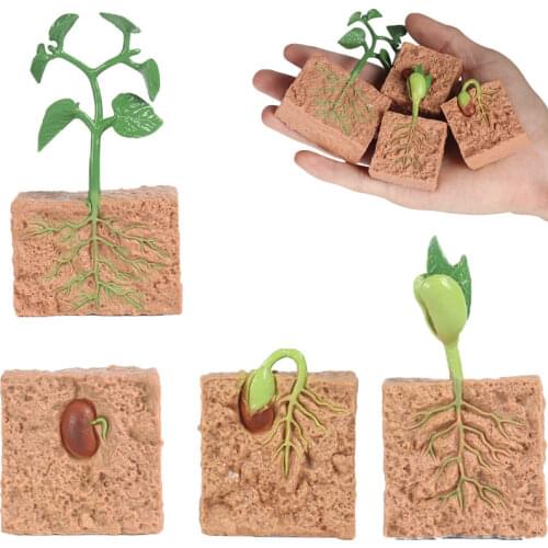 New Hot Simulation Plant Growth Model Seed Soybean Growth Cycle PVC Action Figure Early Childhood Education Cognitive Toy Gift