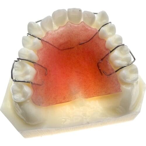 Hawley Retainer Teeth Model Bionator Removable for dentistry students Teach Study Teeth Model
