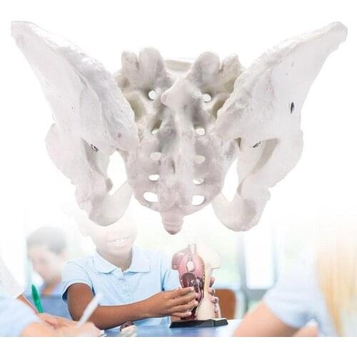 Life Size Female Pelvis Model Human Pelvis Anatomical Anatomy Skeleton Skeletal Models Medical Learn Aid Supplies