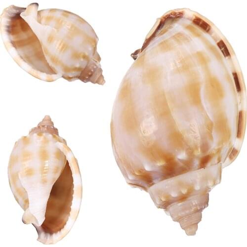 1Pcs New Natural Large Beautiful Rare Sea Shell Conch Fish Tank Aquarium Landscape Decoration Natural Conch 7-8cm
