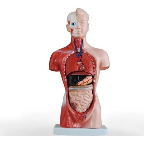 26cm Human Torso model Structure model of visceral organs Internal Organ Distribution Model