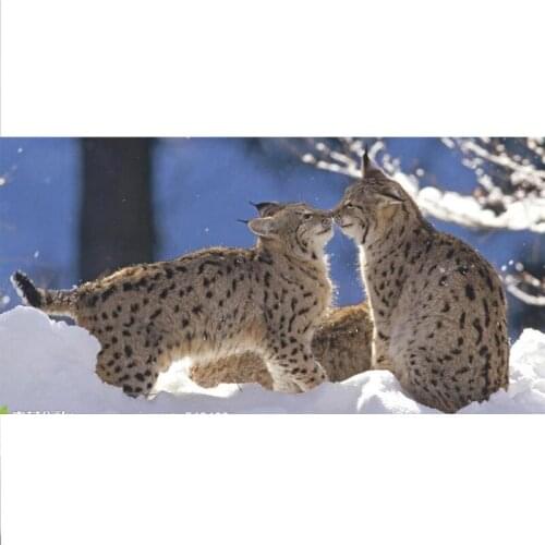 DIY Diamond Painting animal Full Drill Diamond Embroidery Snow cat kiss 100*50cm Square Rhinestone Cross Stitch Diamond Mosaic