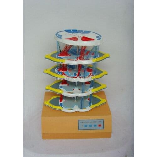 Free shipp&The internal mechanism of the spinal cord and the up and down fiber electric model,teaching and learning