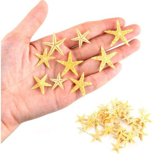 Handmade Shell Pure Natural Conch Shell Starfish Decoration Material Wall Decoration Micro Landscape Ocean