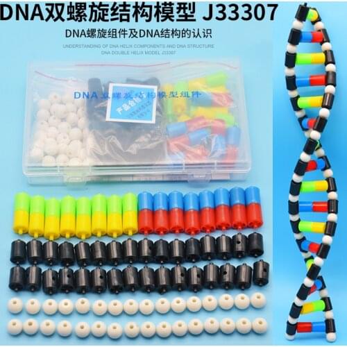 DNA model DNA double helix structure model assembly DNA