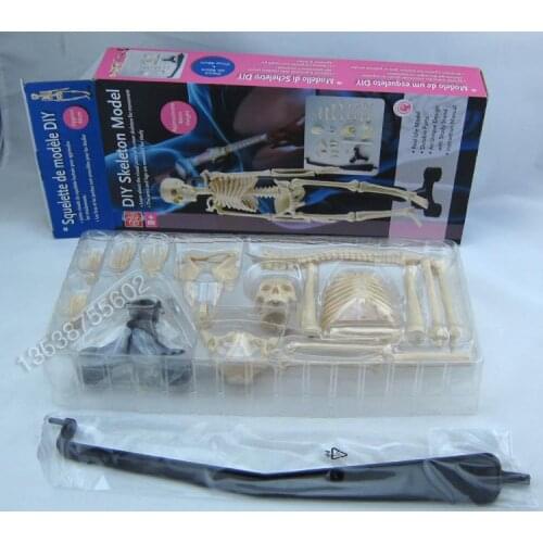 Mini human skeleton model Model of human body 45cm DIY human skeleton model