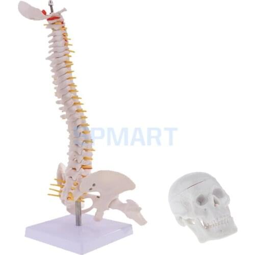 45cm Tall Human Spine with Pelvis Femur Anatomy Medical Model & Mini 6cm Head Skull Model Skeleton Collectibles